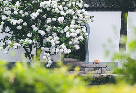 植物与猫绣球花与橘猫背景