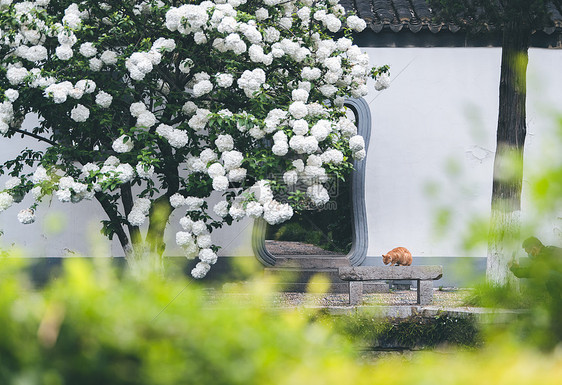 绣球花与橘猫图片