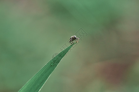 夏季绿叶上的象鼻虫图片