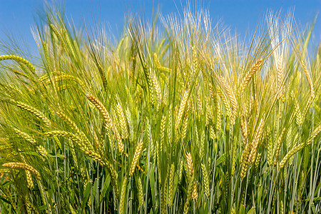 夏季芒种节气农田里的小麦图片