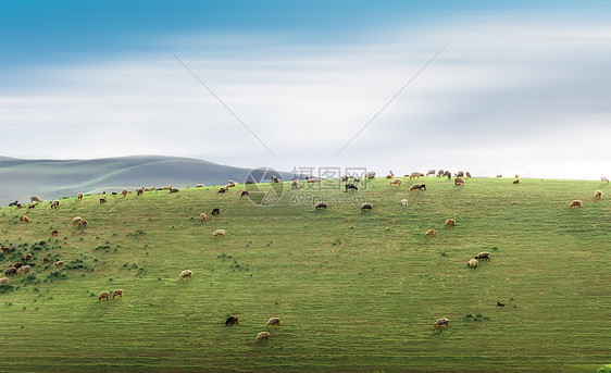 新疆琼库什台大草原的羊群图片