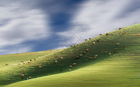 新疆伊犁大草原上的羊群图片