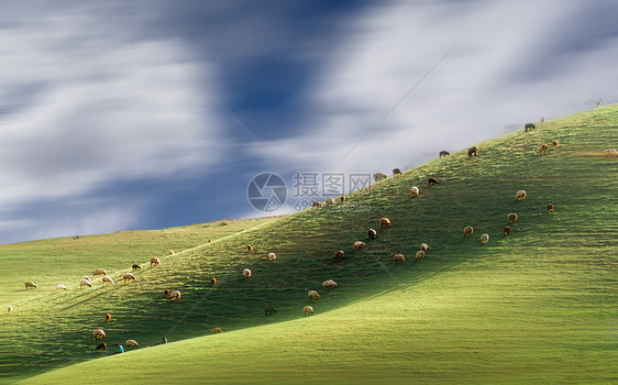 新疆伊犁大草原上的羊群图片