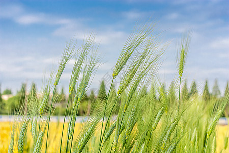 夏季芒种节气农田里的小麦图片