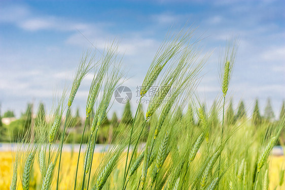 夏季芒种节气农田里的小麦图片