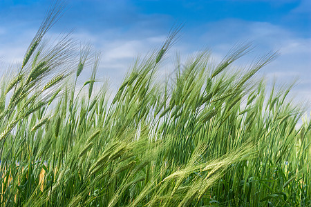 节气插画夏季芒种节气农田里的小麦背景