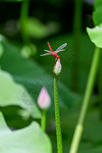 夏日荷花蜻蜓图片