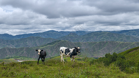 内蒙古高山牧场奶牛图片