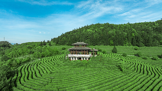 海创园重庆白马山景区贡茶园风光图背景