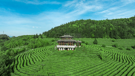 重庆白马山景区贡茶园风光图图片