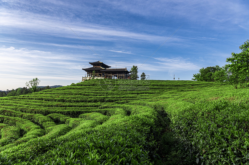 重庆白马山景区贡茶园风光图图片