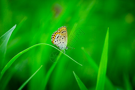 夏天水稻上的蝴蝶图片