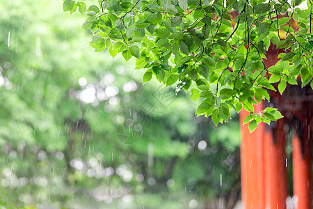 夏天树叶夏季节气背景图片