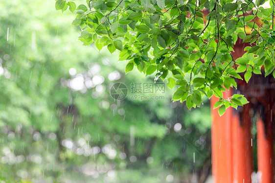 夏天树叶夏季节气图片