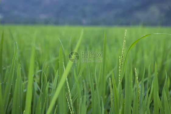 田里的稻秧图片