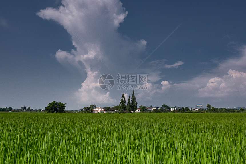 绿油油的水稻田图片