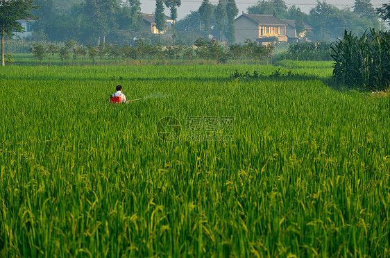 村民在水稻田中喷洒农药图片