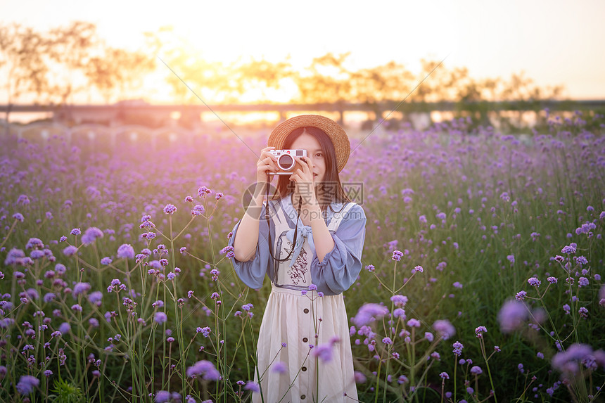 马鞭草花海里的少女图片