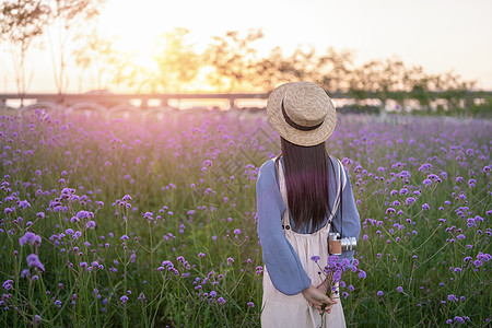 马鞭草花海里的少女背影图片