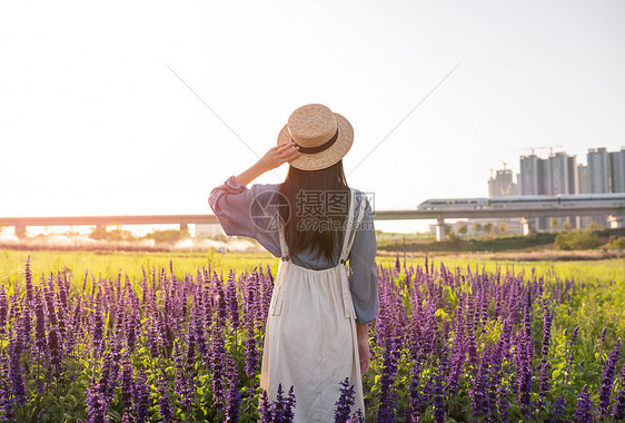 鼠尾草花海里的少女背影图片