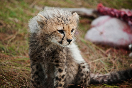 非洲豹子幼仔背景图片