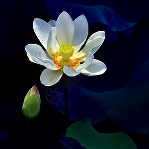 荷花美景背景图片