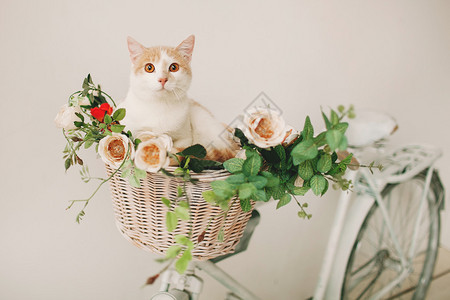 猫与花图片 猫与花素材 猫与花高清图片 摄图网图片下载