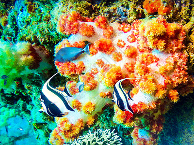 印度尼西亚巴厘岛孟赞干水下角镰鱼图片