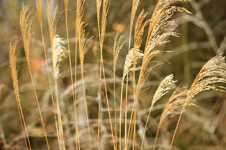 随风摇曳的芦苇背景