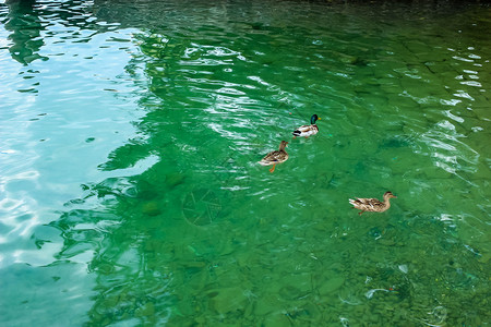 湖中的鸭子背景图片