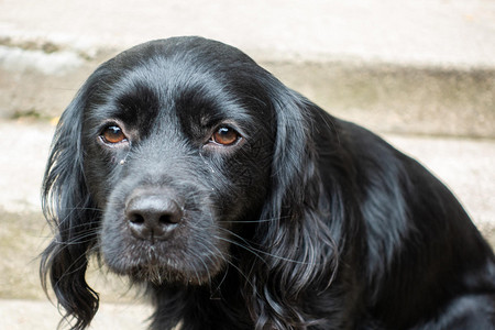 一毛英国皇家小猎犬背景