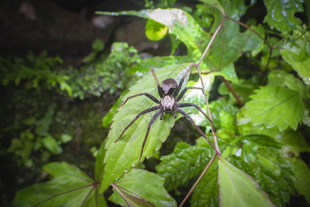 拟水狼蛛图片