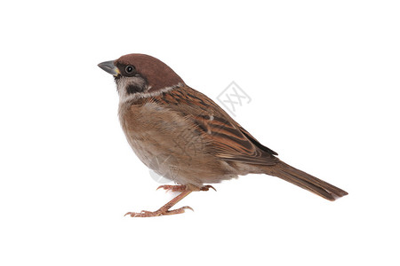 水彩麻雀_水彩麻雀图片_水彩麻雀图片素材大全_摄图网