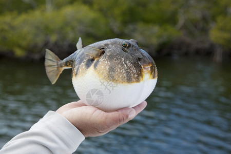 膨胀的光滑河豚鱼在佛罗里达州红树林图片