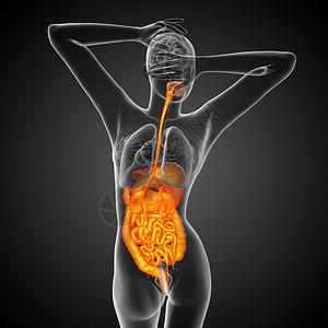 3D描述人类消化系统的医学说明图片