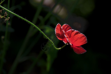 山楂树之恋背景 山楂树之恋摄影图片 山楂树之恋壁纸 摄图网