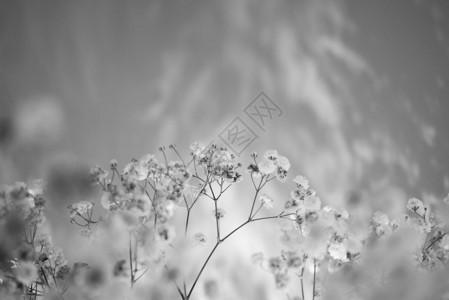 紫色小碎花图片 紫色小碎花素材 紫色小碎花高清图片 摄图网图片下载