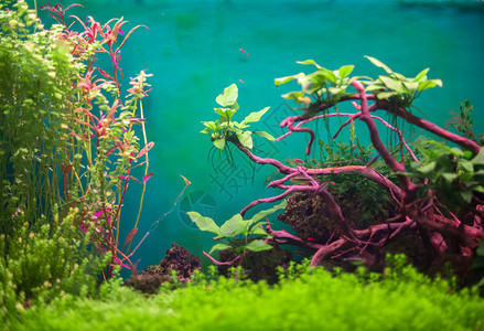 与植物和鱼类淡水绿色水族馆图片