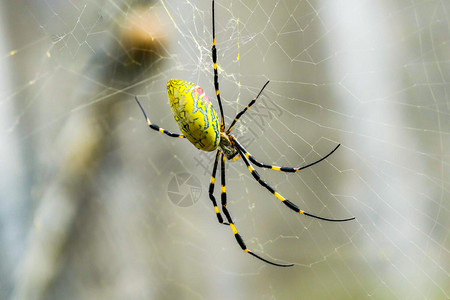 蜘蛛arachnid高清图片tetragnathasp蜘蛛在高清图片蜘蛛巢高清图片