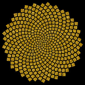 向日葵种子黄金比例金色螺旋斐波那契螺旋图片