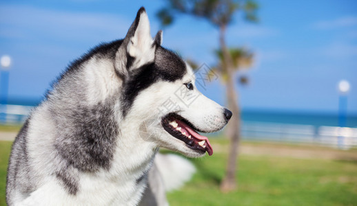 阿拉斯加犬照片 阿拉斯加犬背景 阿拉斯加犬摄影图片下载 摄图网