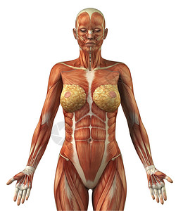 女肌肉系统的解剖免费下载照片  |人体胸腔器官与肺和心脏免费下载