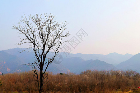 枯木图片 枯木图片大全 枯木背景图片