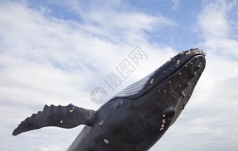 蓝天下跃出水面的座头鲸图片