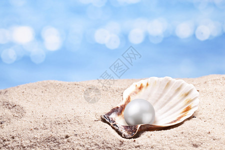 壳的一颗明珠图片