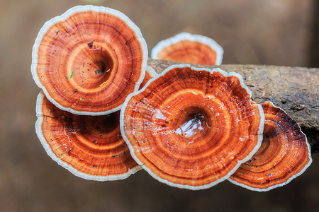 到森林里的棕色蘑菇图片