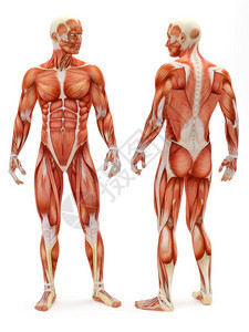 男肌肉骨骼系统图片