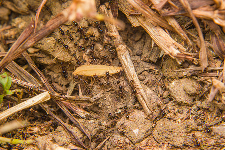 大黑蚂蚁背景图片