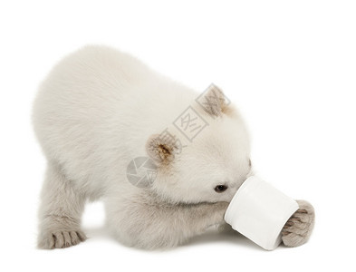 北极熊幼仔熊类绕杆菌6个月大喂养从杯白色背景图片