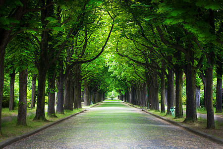 乡间小路穿过林荫道图片